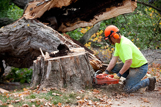 The Steps Involved in Our Tree Care Process in Payson, UT